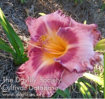 Shell's Beauty AHS image