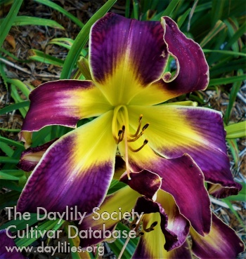 Dennis of Scottville AHS image
