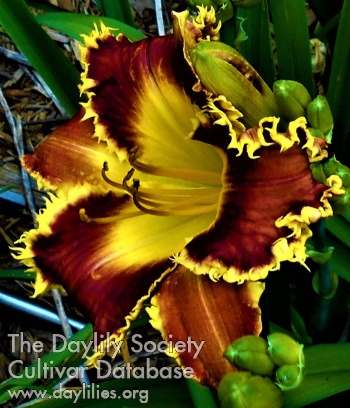 Dorothy Helen AHS image