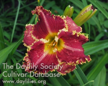 Wendenheider Coral Gables AHS image