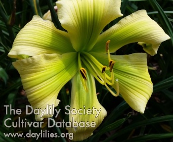 Irish Coffee AHS image