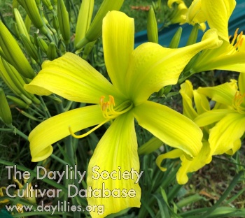 A Garden Jubilee for Angie