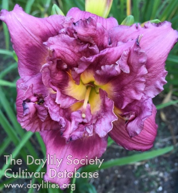 Wild Berry Cupcake AHS image