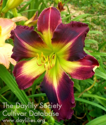 Jazzy Daughter AHS image