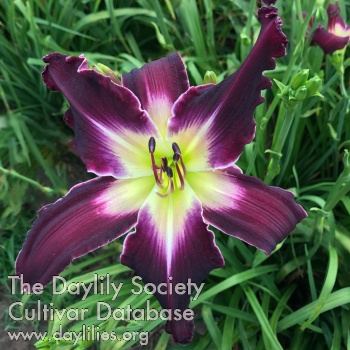 Purple Pilgrim AHS image