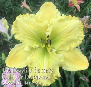 Divine Majesty AHS image