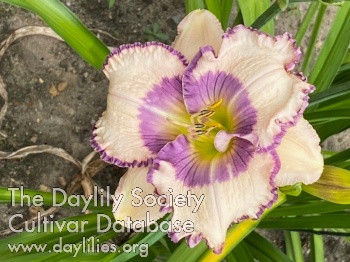 Cape Cod Eye on the Sky