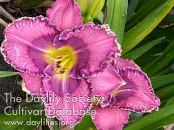 Cape Cod Royal Gem AHS image