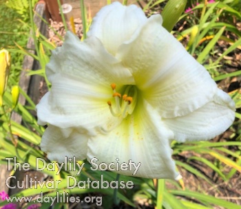 Elise's Daffodil Haven AHS image