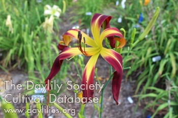Chili Spider AHS image