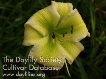 Chartreuse Mystique AHS image