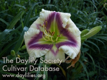 Lavender Kite AHS image