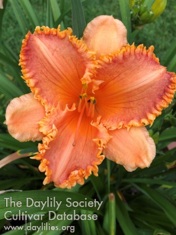 Landen's Sunset Orange
