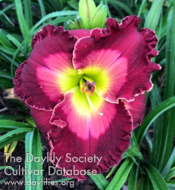 Delois Dunn AHS image