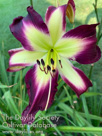 Grand River Debutante
