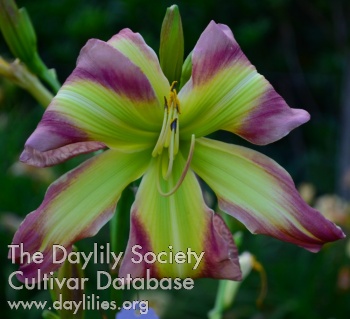 Jardin d'Odile AHS image