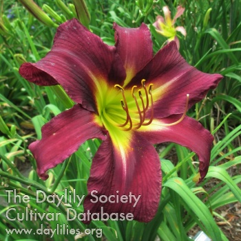 Gordy's Plum Crazy AHS image