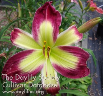 Loan Delisle AHS image