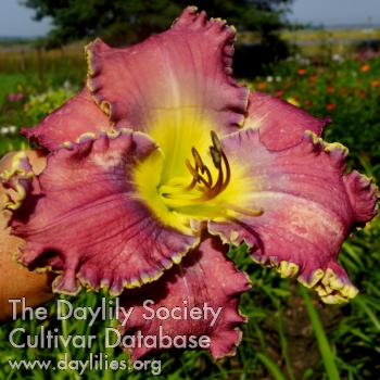 Apatura Ocean of Flowers AHS image