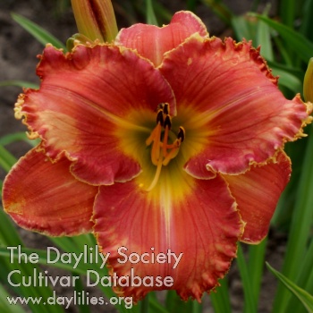 Apatura Rose Melody AHS image