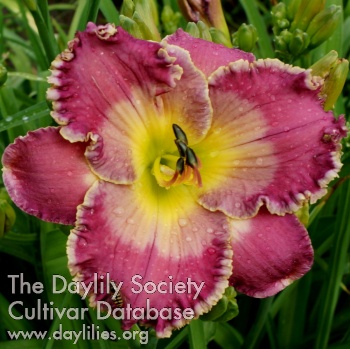 Apatura Sea of Flowers AHS image