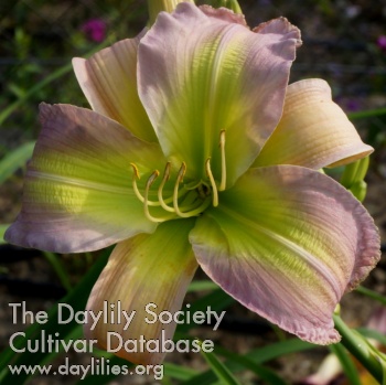 Apatura Summer Rhapsody AHS image