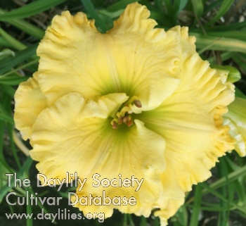 Lemon Fever AHS image