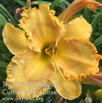 Bodack Yellow AHS image