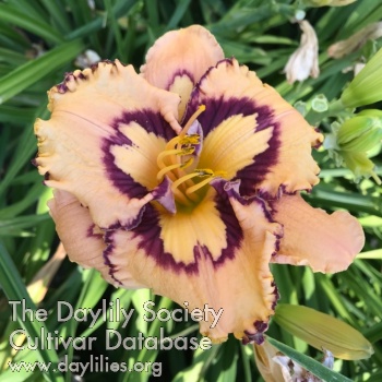 Devon Beck AHS image