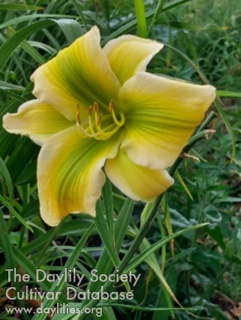 Fluent Green Natur AHS image