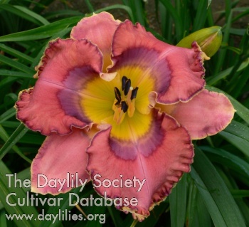 Garden Jester AHS image