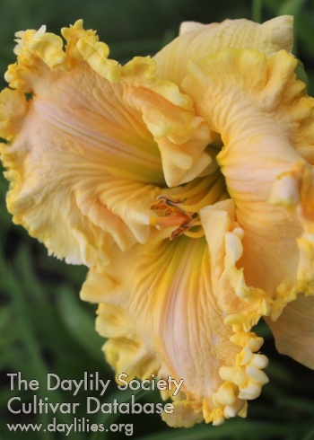 Mamie Fleur AHS image