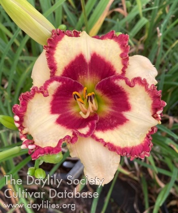 Cherry Dragon AHS image
