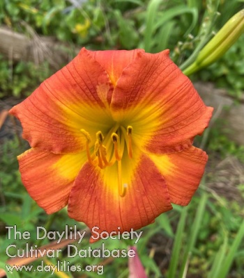 Orange Crumpet AHS image