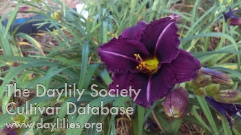 Sparks Purple Majesty AHS image