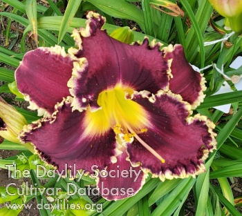 Purple Power Lady AHS image