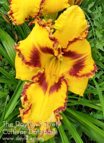 Twiga AHS image