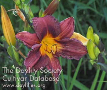 Olallie Abby