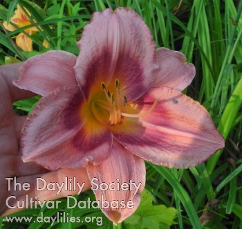 Olallie Bill and Kaaren AHS image