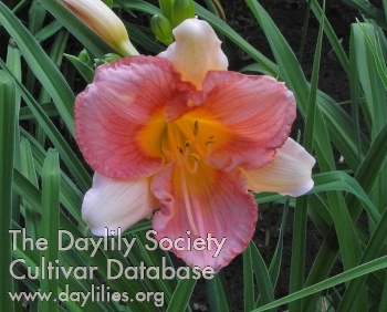 Olallie Blue Goose Girls AHS image