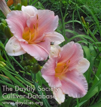 Olallie Carolyn Elizabeth AHS image