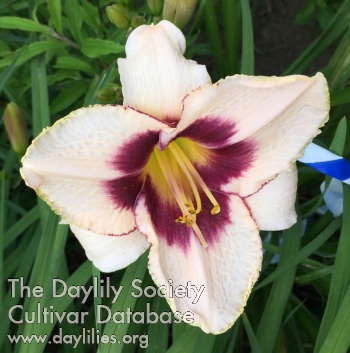 Olallie David O. Decker AHS image