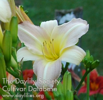 Olallie Diana Lee AHS image