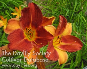 Olallie Estelle's Glory AHS image