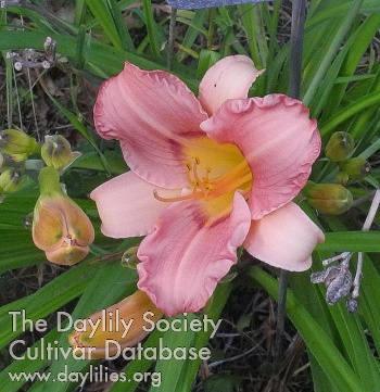 Olallie for Andy AHS image