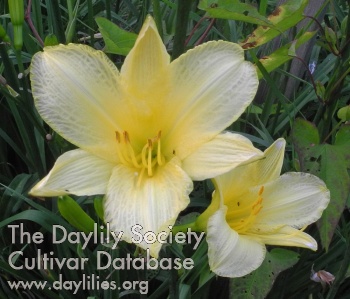 Olallie Gwenyth Ann AHS image