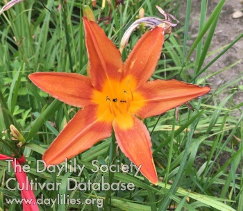 Olallie Hugh Southern's Cinnabar AHS image
