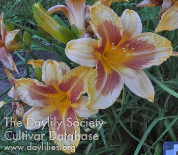 Olallie Joan Louise AHS image