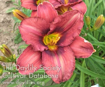 Olallie Julia Rose AHS image