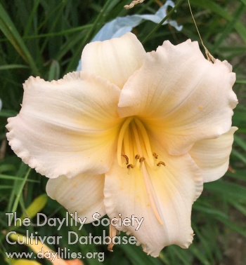 Olallie June Olivia AHS image